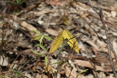 Flemingia parviflora