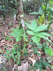 Arisaema limbatum