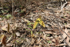 Flemingia parviflora