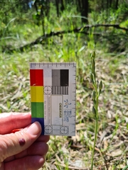 Thelymitra glaucophylla