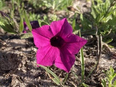 Petunia integrifolia