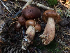 Tricholoma pessundatum