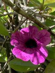 Petunia integrifolia