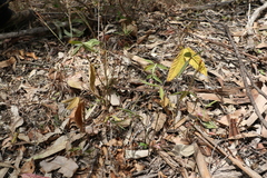 Flemingia parviflora