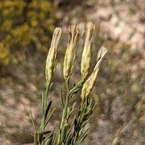 Bailey's Rabbitbrush (Lorandersonia baileyi)