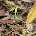 Flemingia parviflora - Photo (c) Greg Tasney, μερικά δικαιώματα διατηρούνται (CC BY-SA), uploaded by Greg Tasney