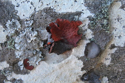 Lasallia rubiginosa image