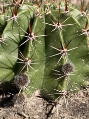 Echinopsis rhodotricha