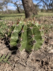 Echinopsis rhodotricha