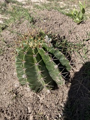Echinopsis rhodotricha