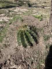 Echinopsis rhodotricha