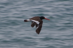 Haematopus palliatus