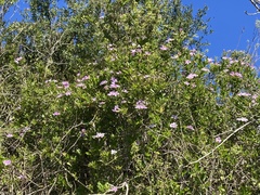 Bignonia callistegioides