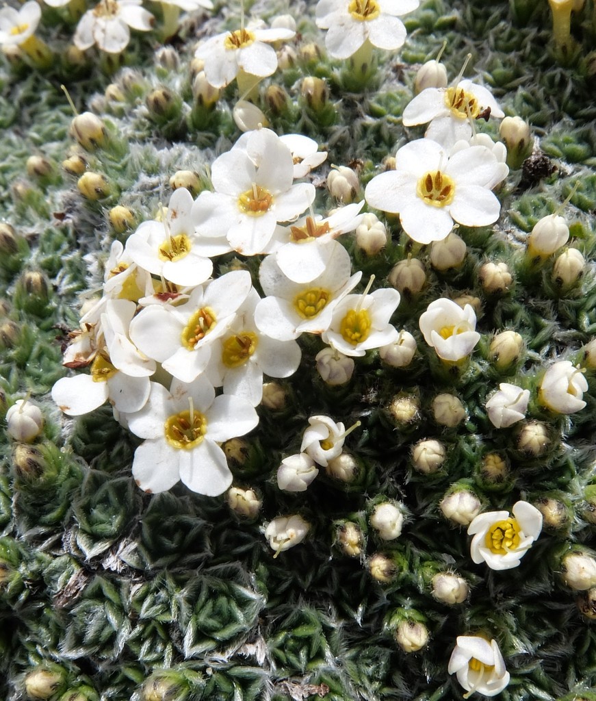 Myosotis pulvinaris