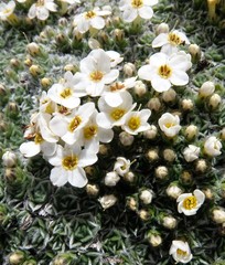 Myosotis pulvinaris
