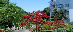Clerodendrum japonicum