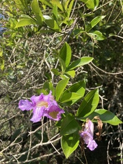 Bignonia callistegioides