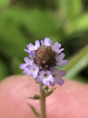 Verbena