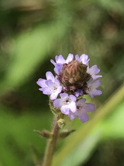 Verbena