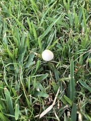 Conocybe