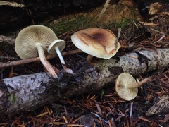 Pholiota decorata