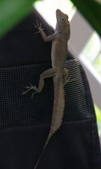 Anolis cristatellus