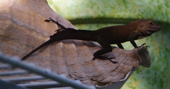 Anolis cristatellus