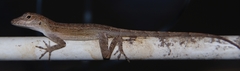 Anolis cristatellus