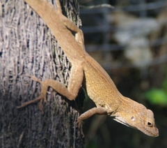 Anolis cristatellus