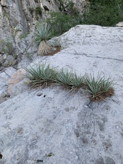 Yucca rigida