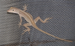 Anolis cristatellus