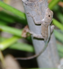 Anolis cristatellus