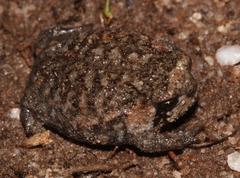 Breviceps montanus