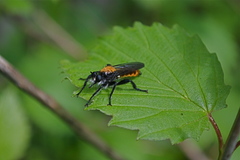 Laphria sericea