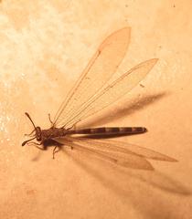 Myrmeleon obscurus