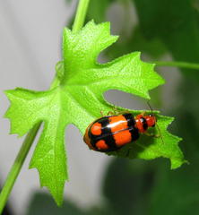 Zehneria