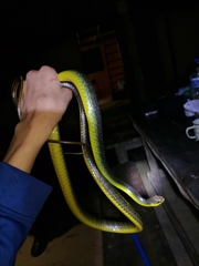 Chironius septentrionalis