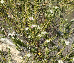 Phylica purpurea floccosa