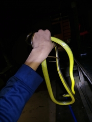 Chironius septentrionalis