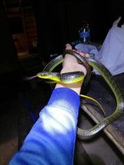 Chironius septentrionalis