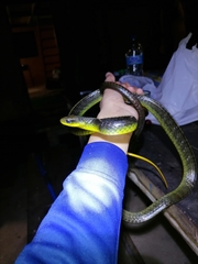 Chironius septentrionalis