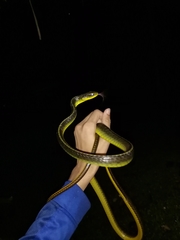 Chironius septentrionalis