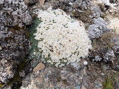 Myosotis pulvinaris