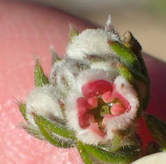 Phylica purpurea floccosa