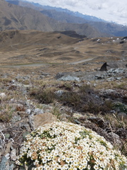 Myosotis pulvinaris