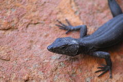 Hemicordylus capensis