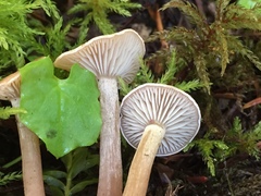 Pseudoomphalina intermedia