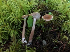 Pseudoomphalina intermedia