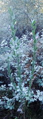 Podalyria myrtillifolia