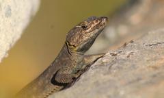 Hemicordylus capensis